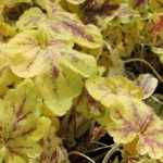 How to choose a Tiarella or a Heucherella?