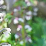 Associating Acanthus : the best companion plants