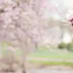 The most beautiful specimen trees