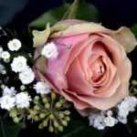 Plants and perfumery