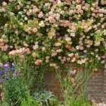 What to plant at the foot of a wall?