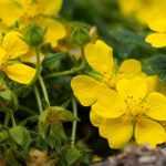 How to get rid of creeping cinquefoil?