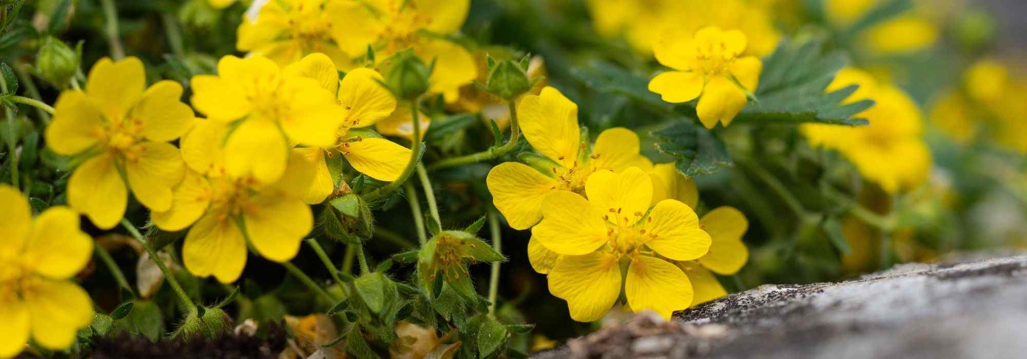 How to get rid of creeping cinquefoil?