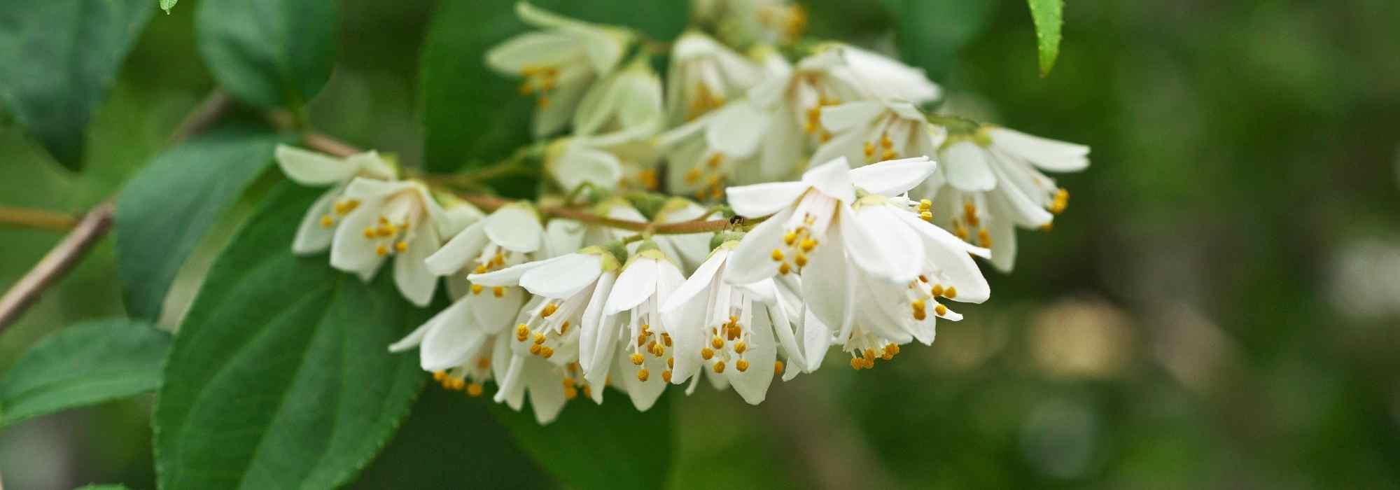 What can be planted on a west-facing terrace?