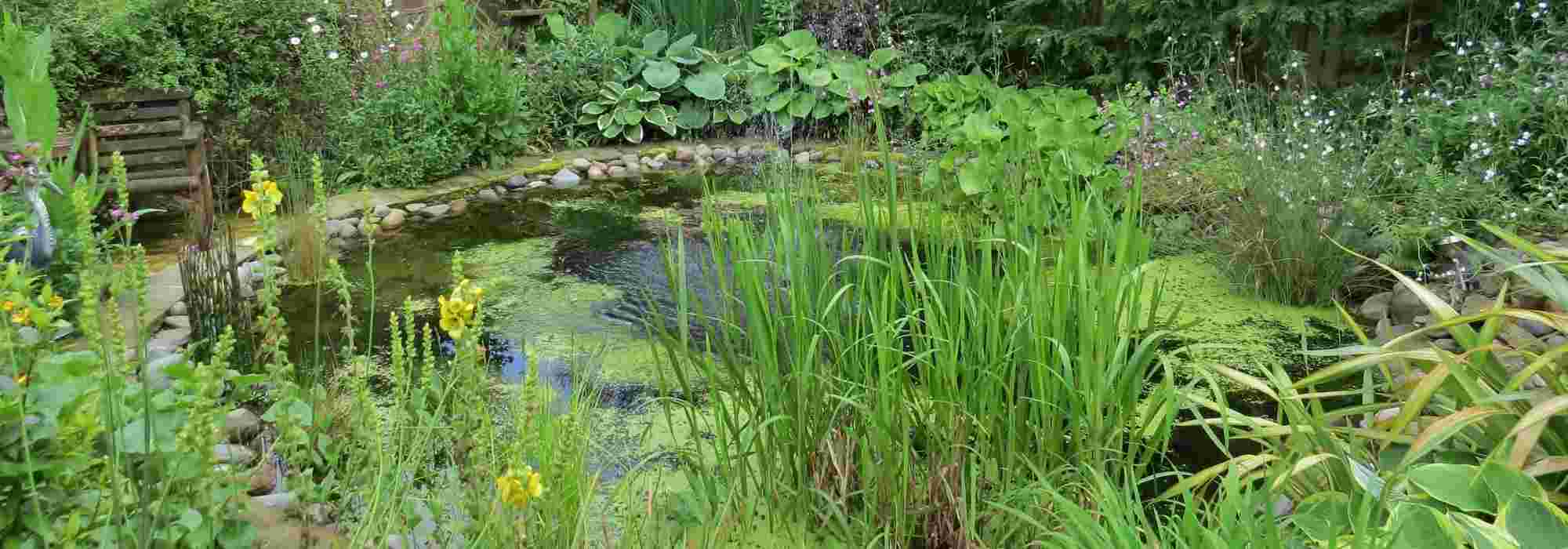 How to restore a pond?