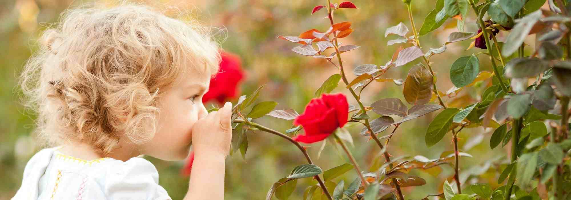 Roses for young and old children, named after cartoons