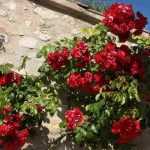 How to choose a climbing rose?