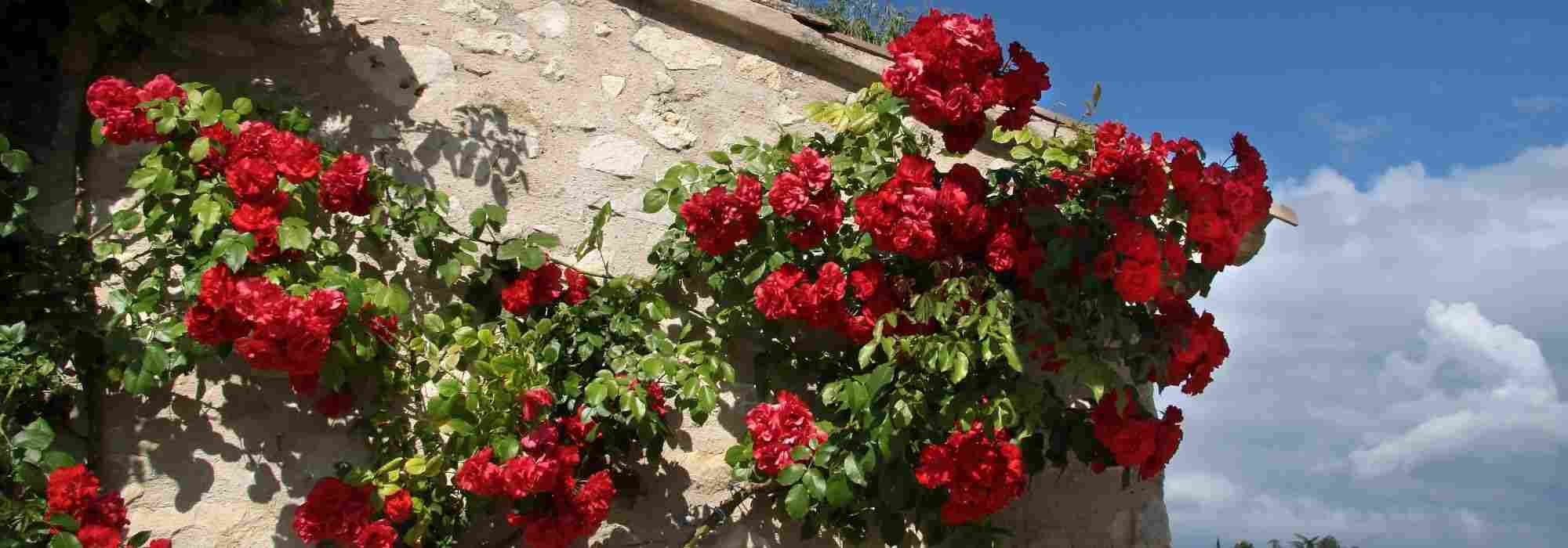 How to choose a climbing rose?