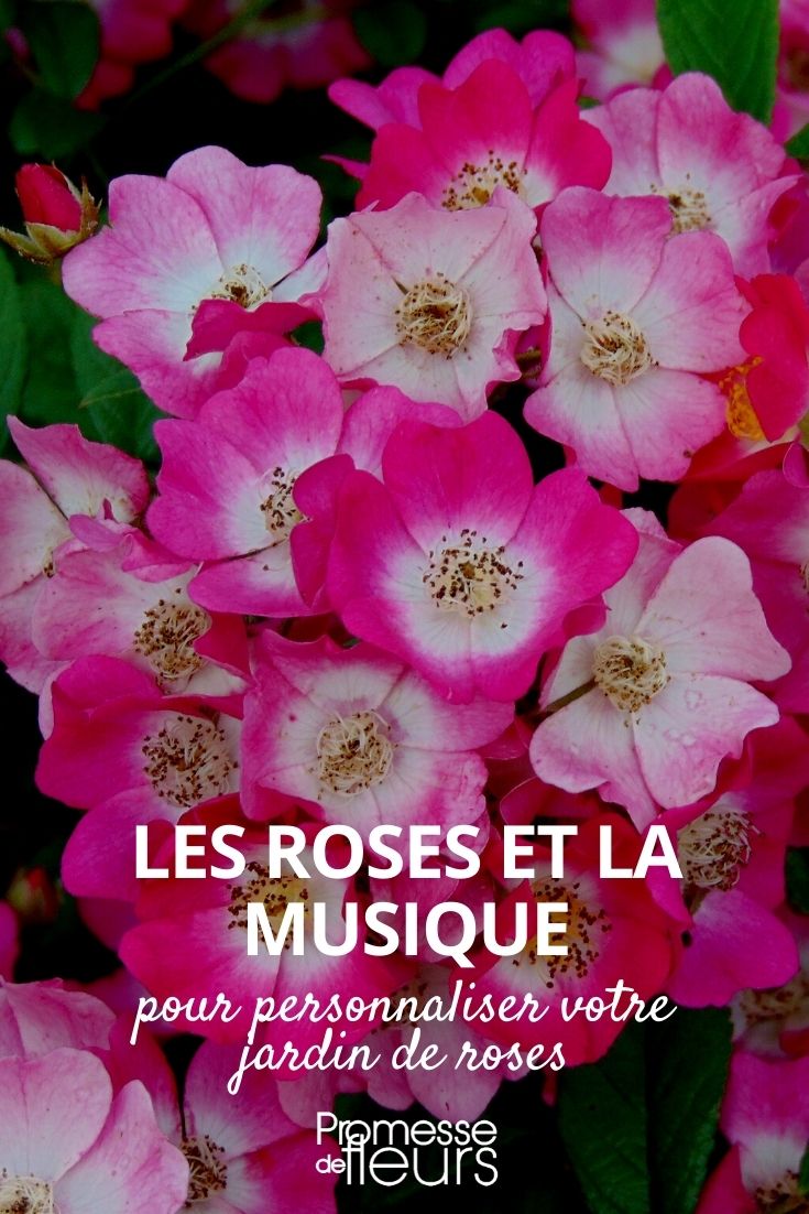 Music Roses