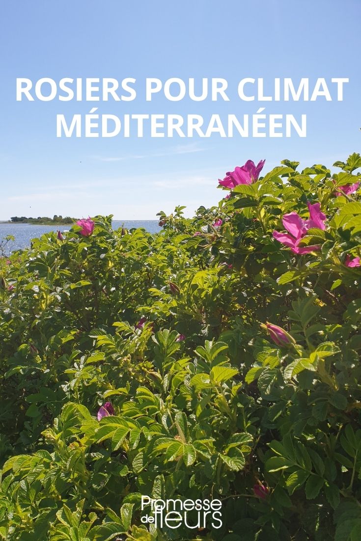 Roses for Mediterranean Climates