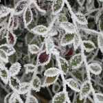 How to improve the hardiness of plants?