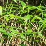 Sasa, bamboo: planting, cultivation, and uses