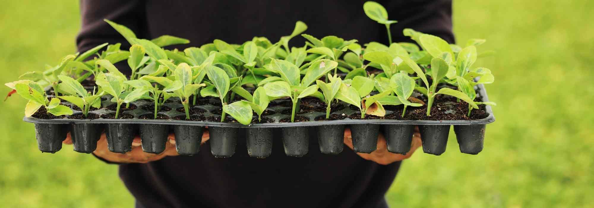 How to sow seeds in trays?