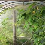 Controlling diseases and pests in greenhouses