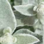 7 perennials with grey or silver foliage