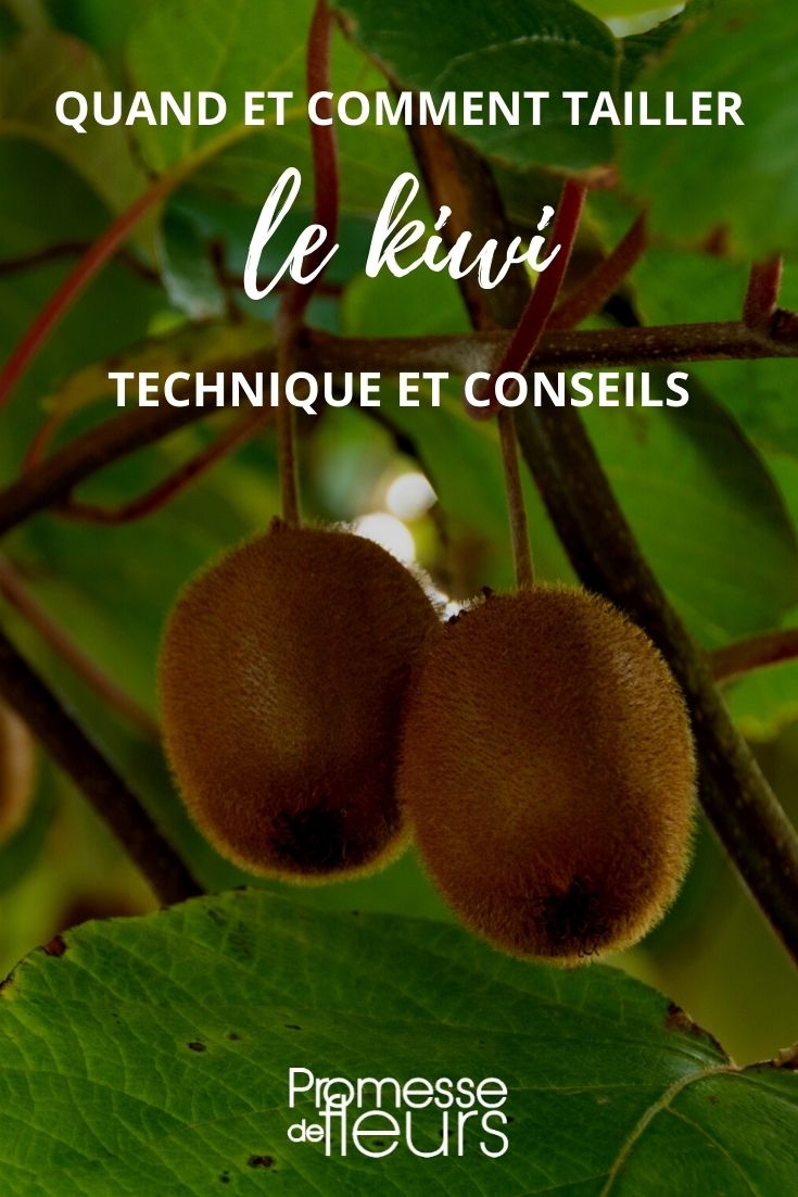 Pruning Kiwi Plants