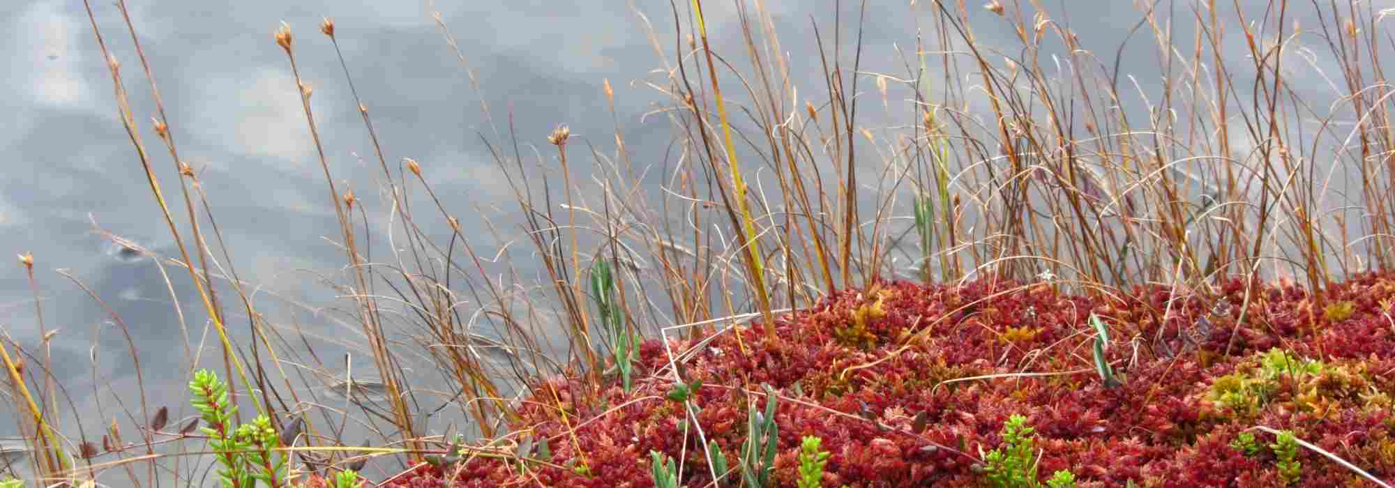 Creating a turf moor in the garden