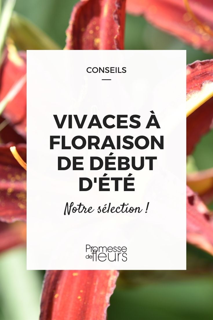 10 Perennial Plants with Early Summer Flowering