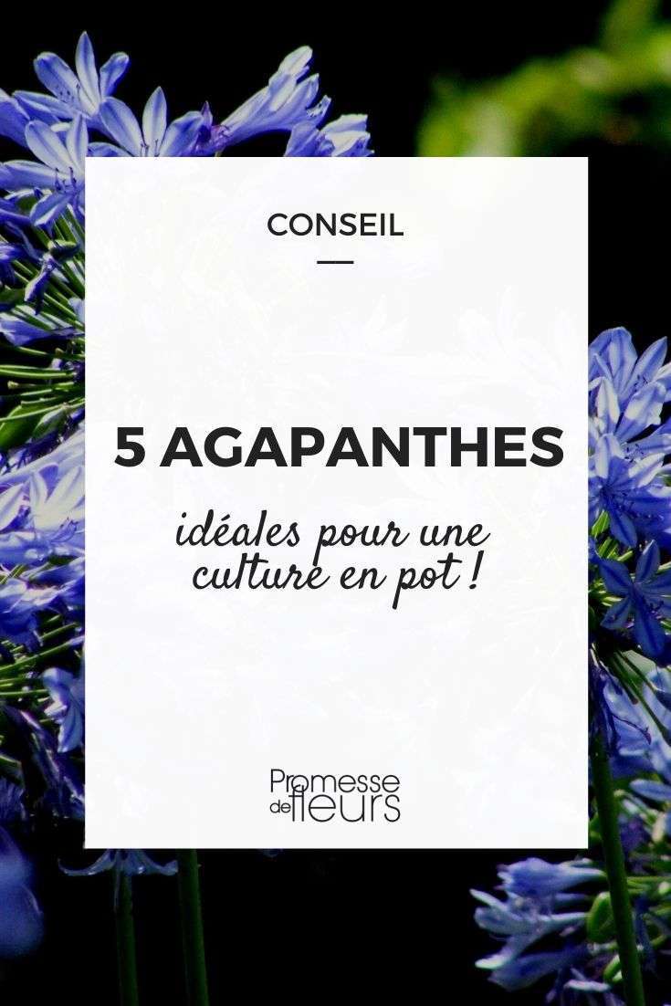 5 Agapanthus to Grow in Pots