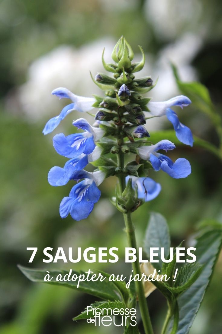 Selection of Blue Sages