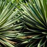 Choosing an agave