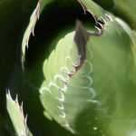 Agaves: the hardiest varieties