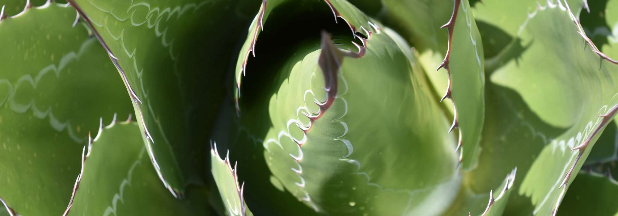 Agaves: the hardiest varieties