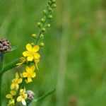 Agrimony: 5 successful pairing ideas