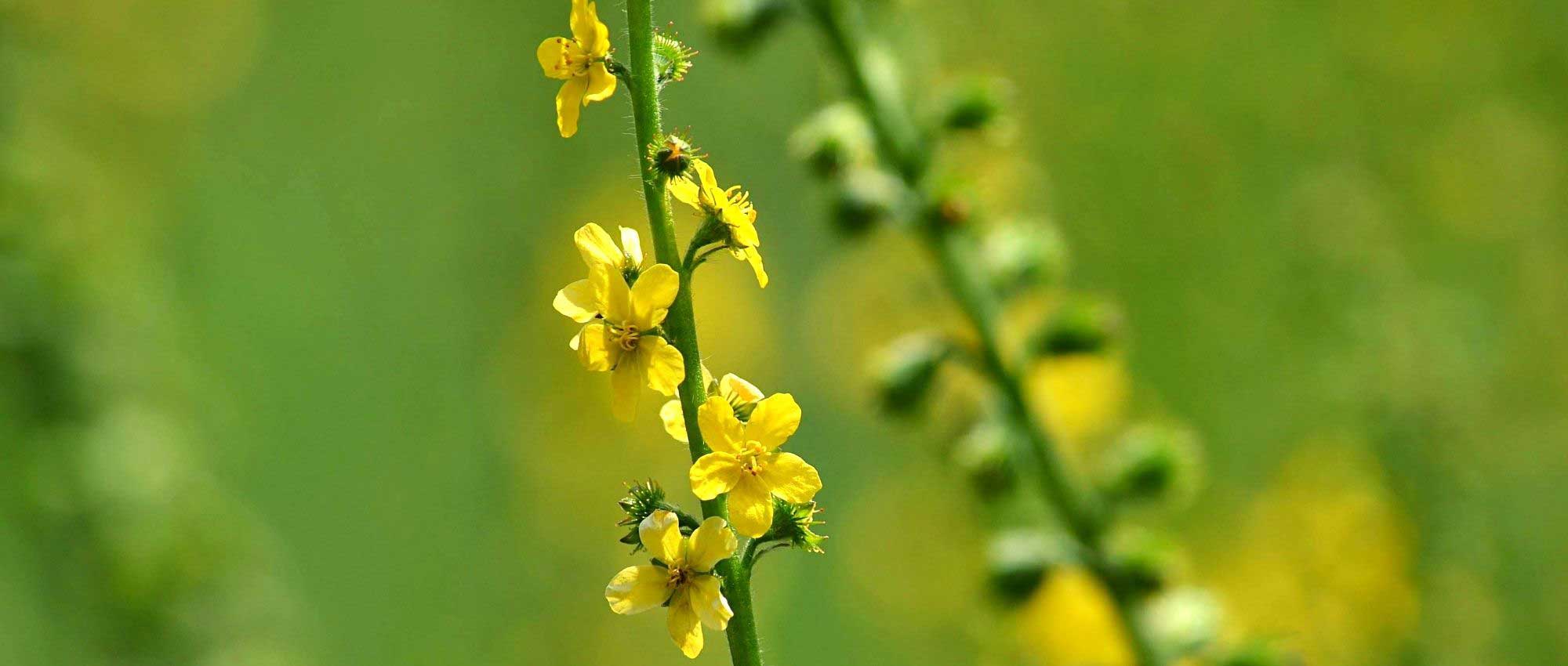 Agrimony: planting, growing, benefits