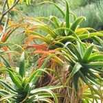 Choosing an Aloe for your garden