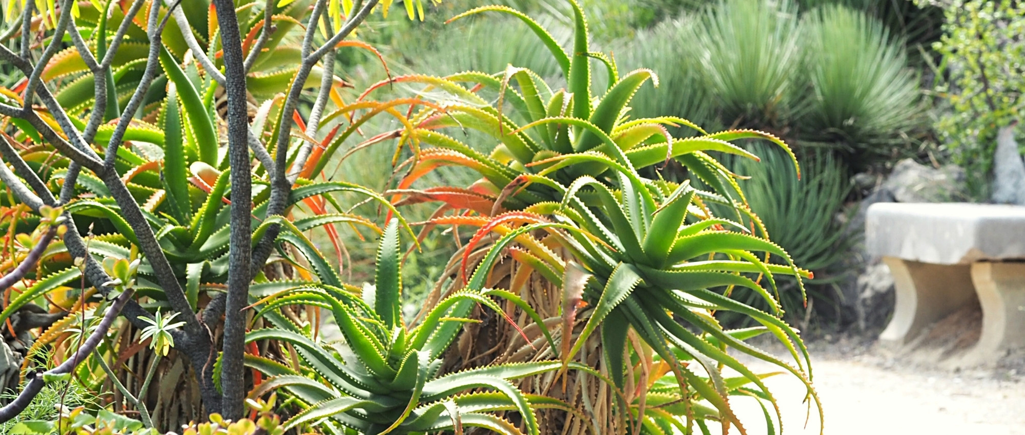 Choosing an Aloe for your garden
