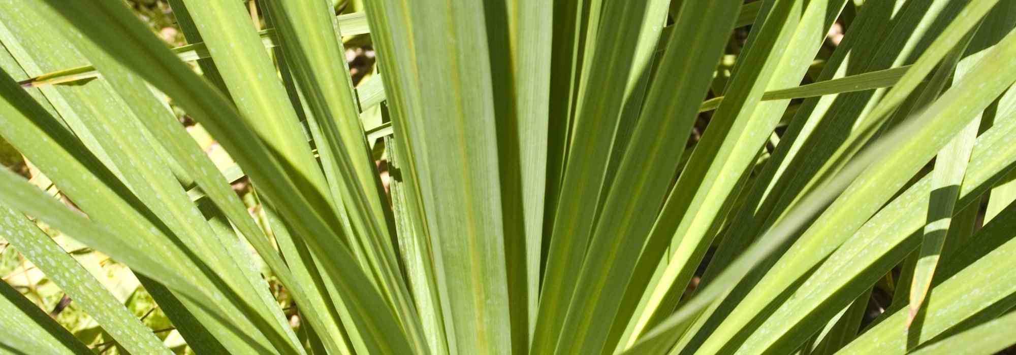 Choosing a cordyline