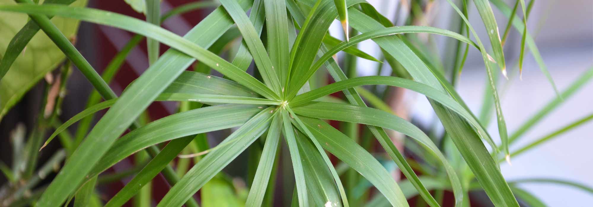 Taking a cutting from a papyrus plant