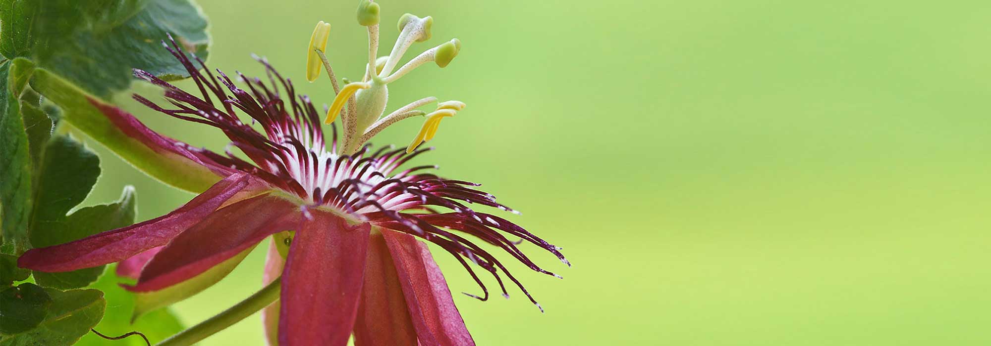 Choosing a passion flower