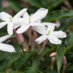 Choosing a Jasmine