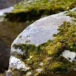How to grow moss on rocks?