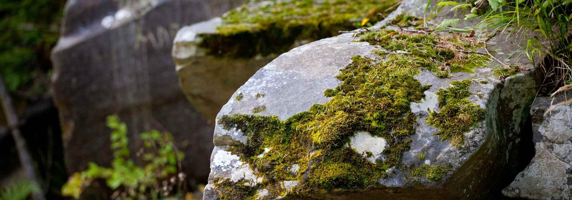 How to grow moss on rocks?
