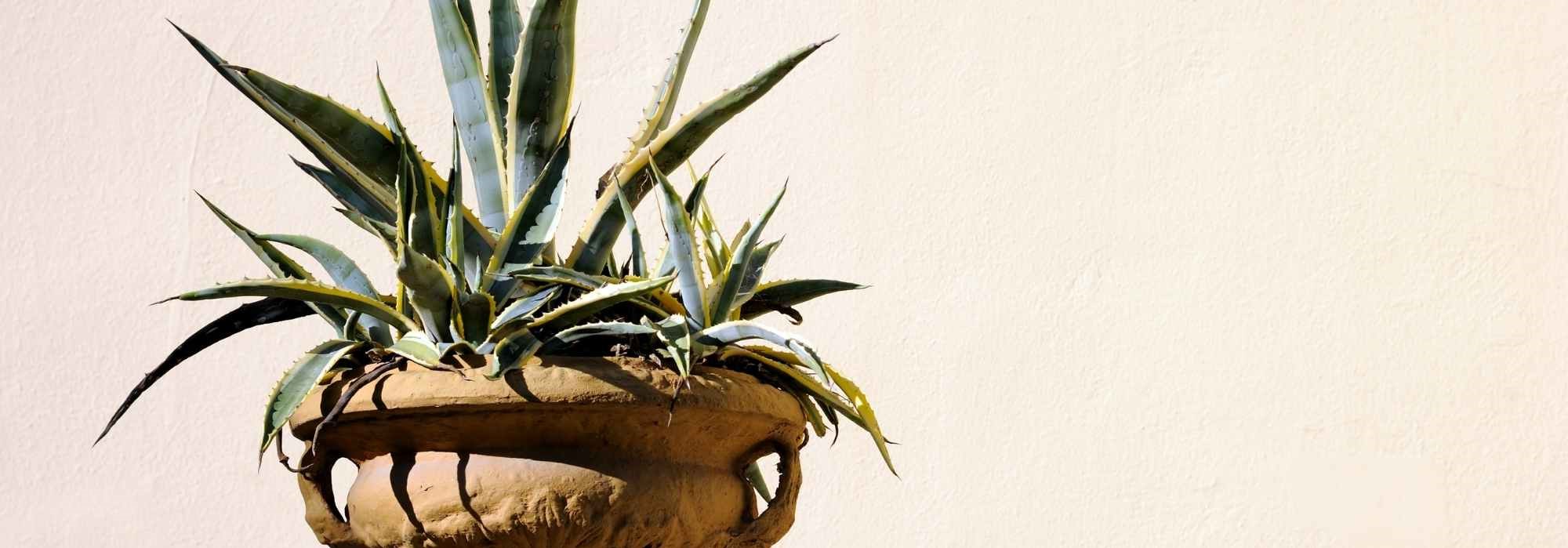 Growing an agave in a pot