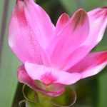 Turmeric: planting, harvest, benefits