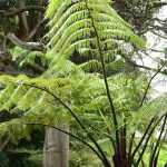 Cyathea: planting, growing, and care