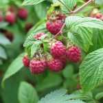 Diseases and pests of raspberries