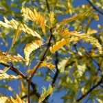 Gleditsia triacanthos, honey Locust: planting, growing