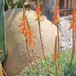 How to create a dry exotic garden?