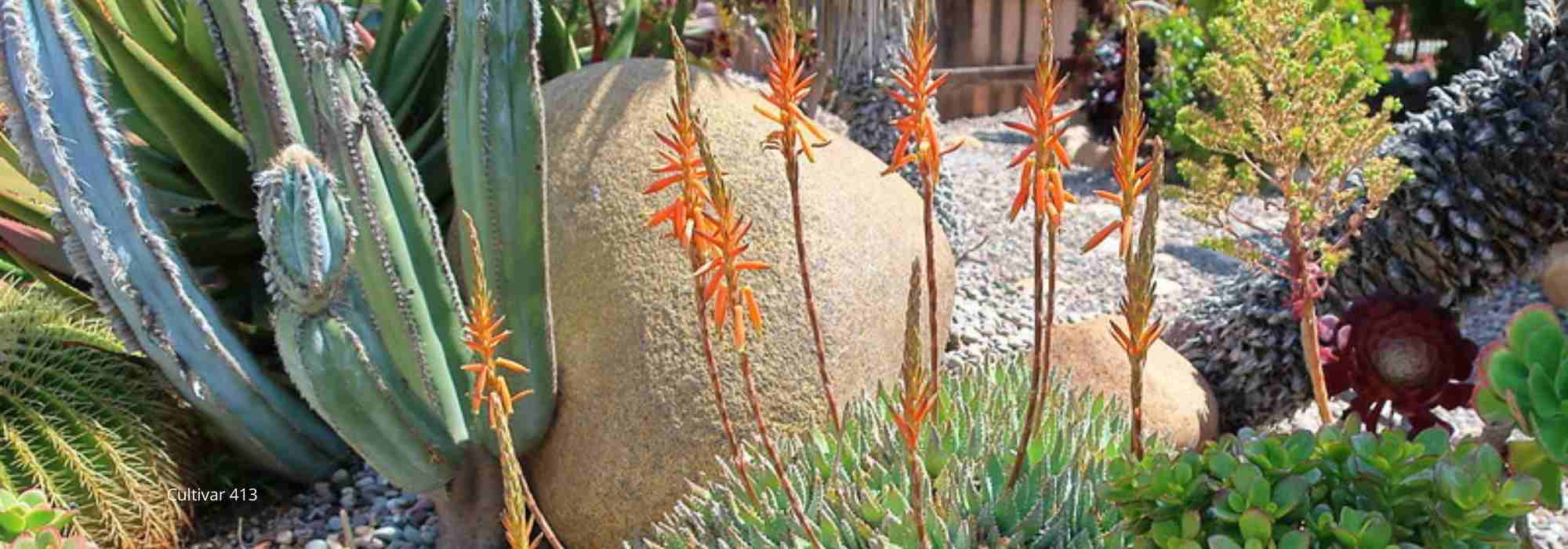 How to create a dry exotic garden?