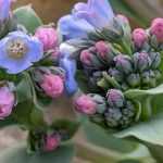 Mertensia maritima: sowing, growing, harvesting