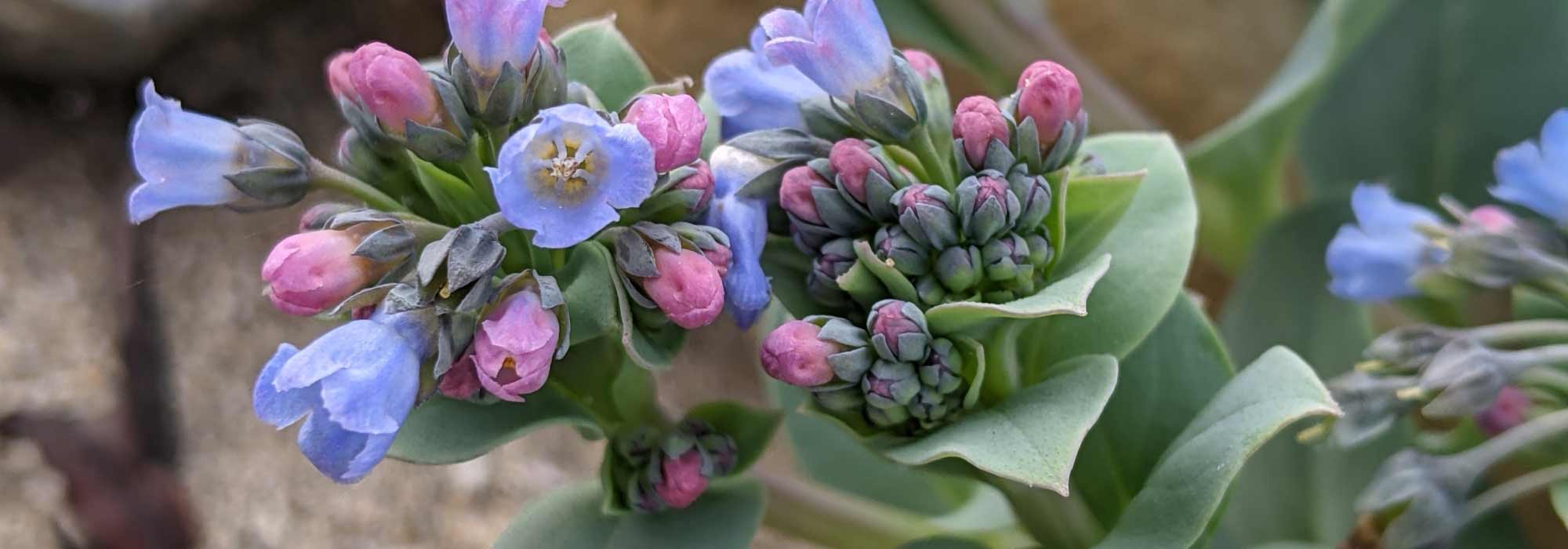Mertensia maritima: sowing, growing, harvesting