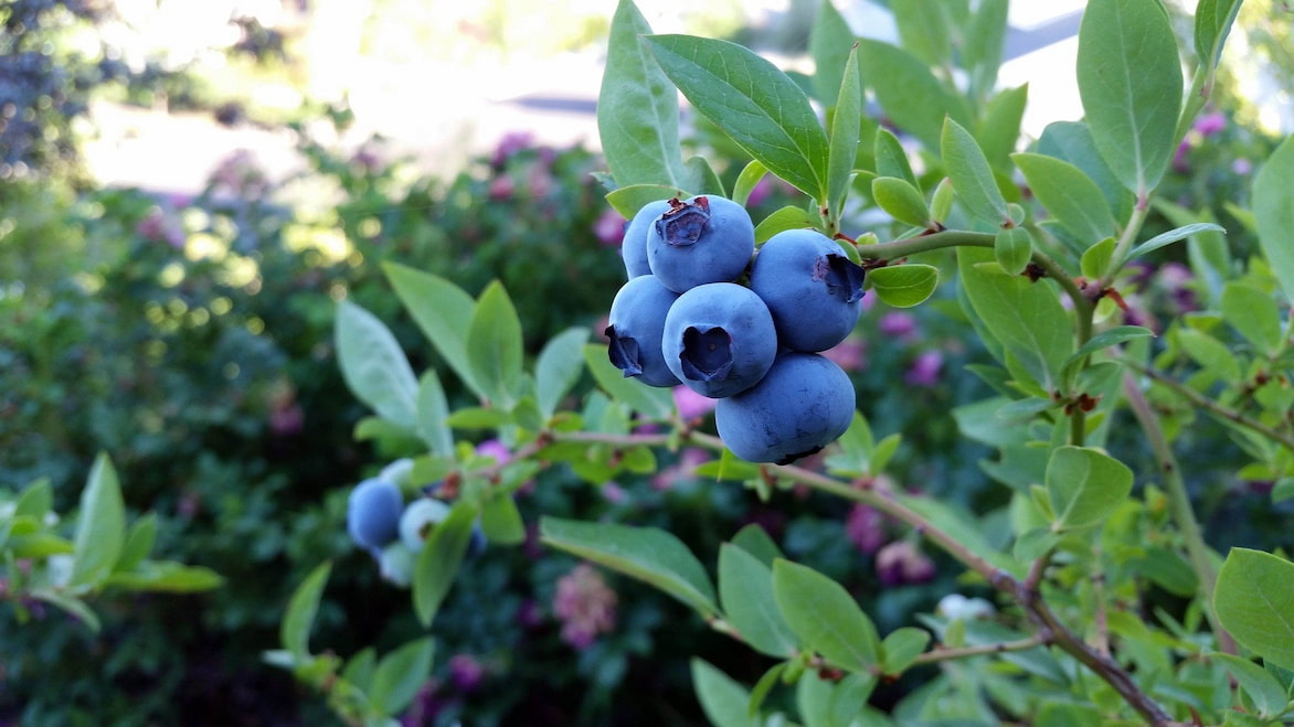 Blueberry: planting, pruning, and care