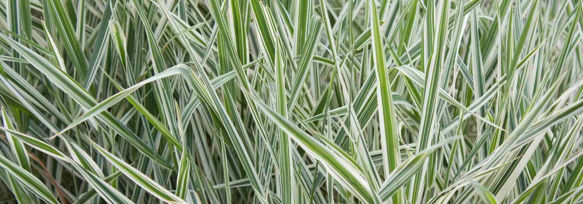Phalaris - Shepherd's Ribbon: Cultivation and Care