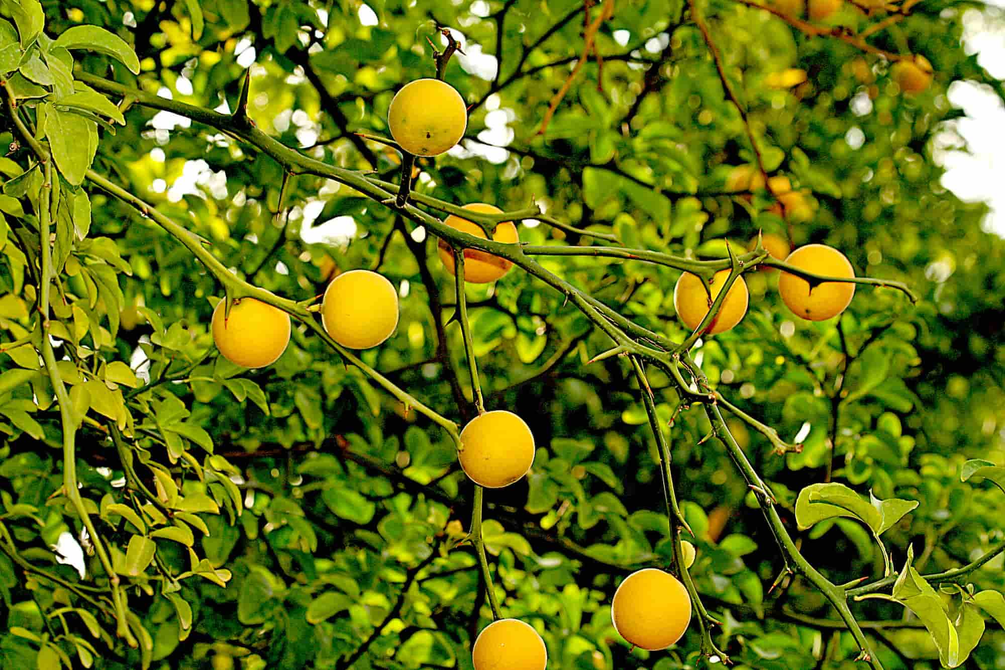 Poncirus: planting, caring for, and harvesting the fruits