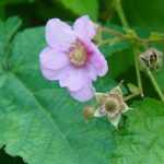 Rubus or Ornamental Bramble: Choosing and Caring for It